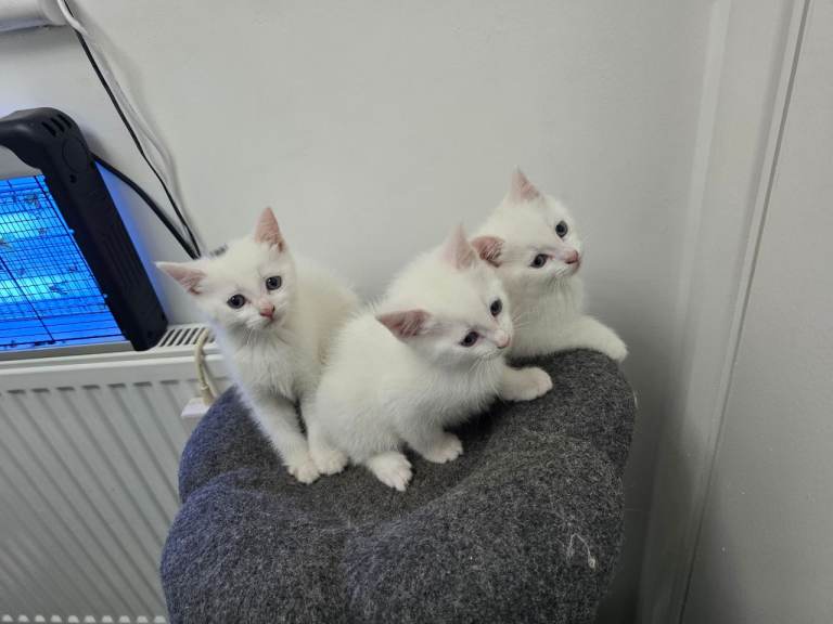 Gorgeous Kittens