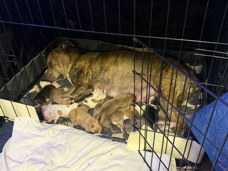 American bulldog puppies 