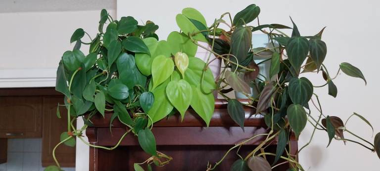 Philodendron 3 pots (Lemon, Scanden, Mican)