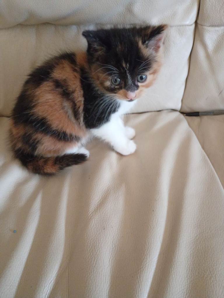 Kittens for sale