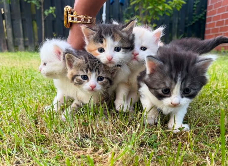 Long Hair Persian kittens for sale Bradford