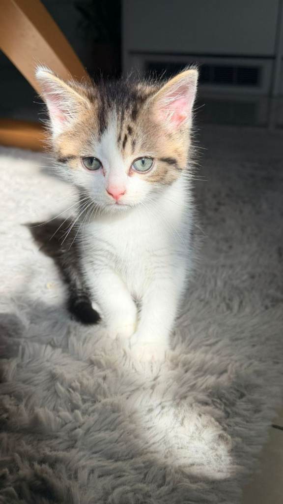 Kittens For Sale