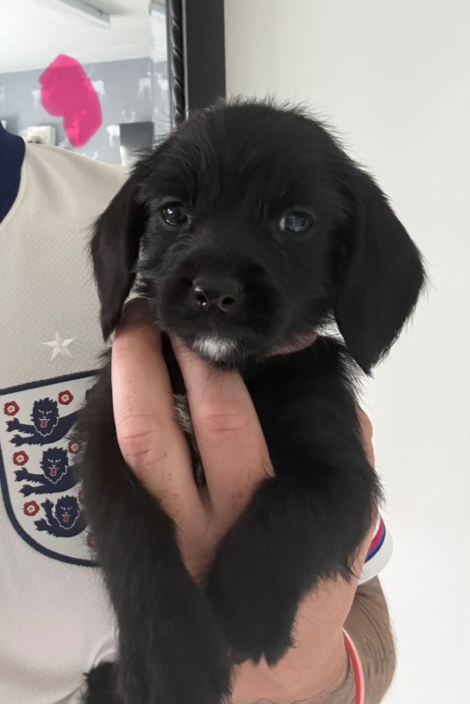 Cockapoo x Shih-Poo puppies