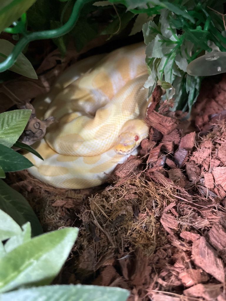 Albino female ball python 