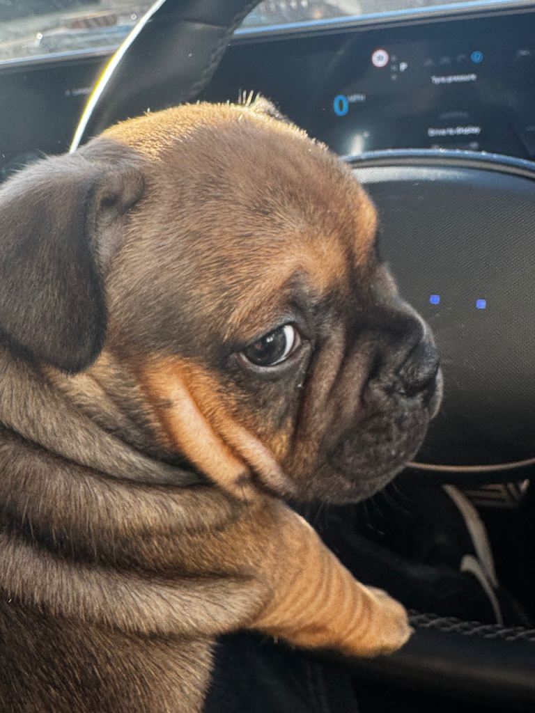 Frenchie x Bully Pups
