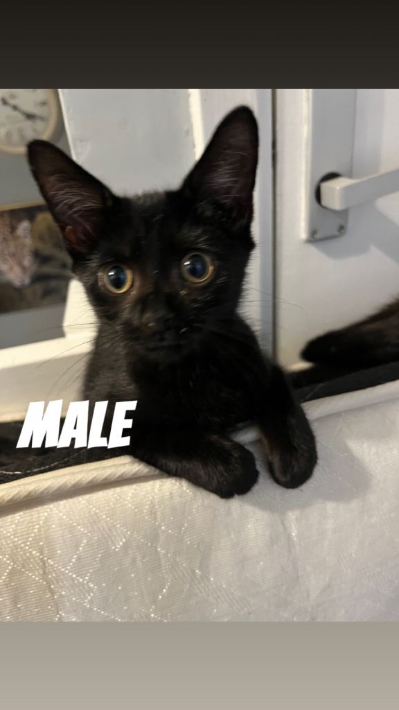 4 Black kittens for collection 