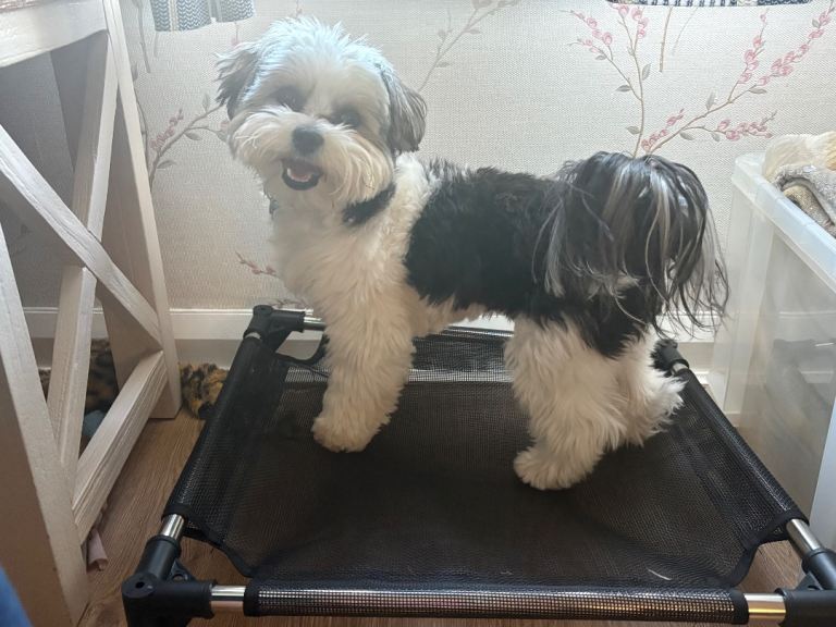 Morkie pup 11months old
