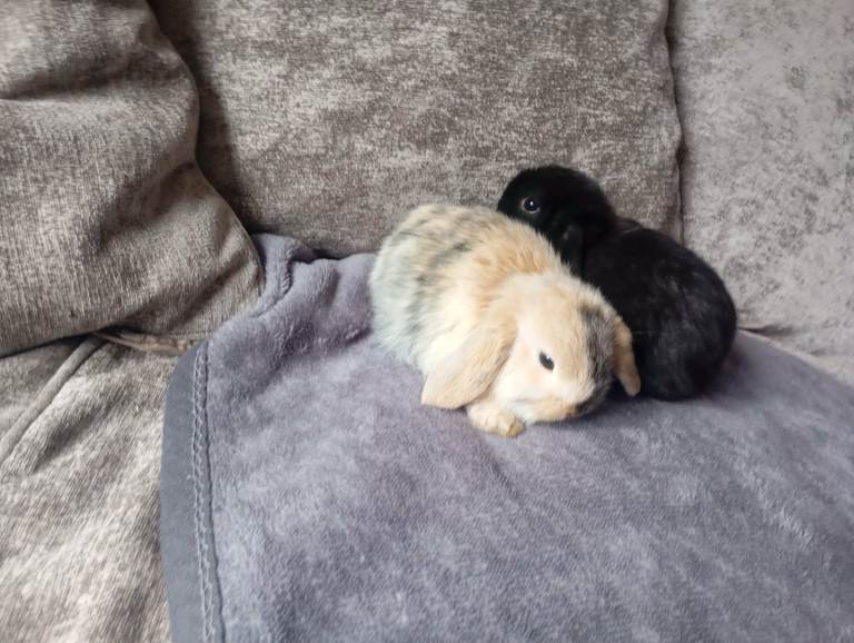 Lop earred bunnies 2 black one tan