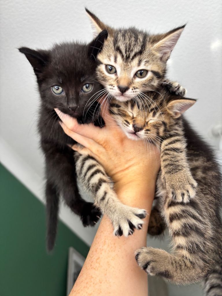 Kittens 