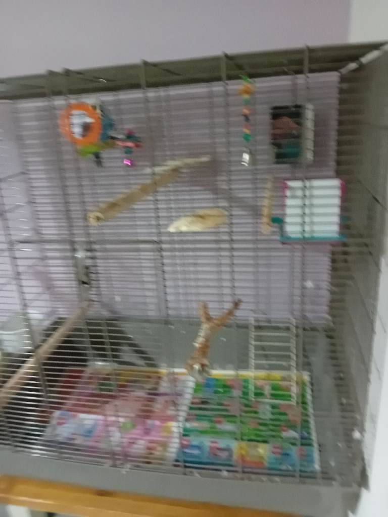 Cage for budgie