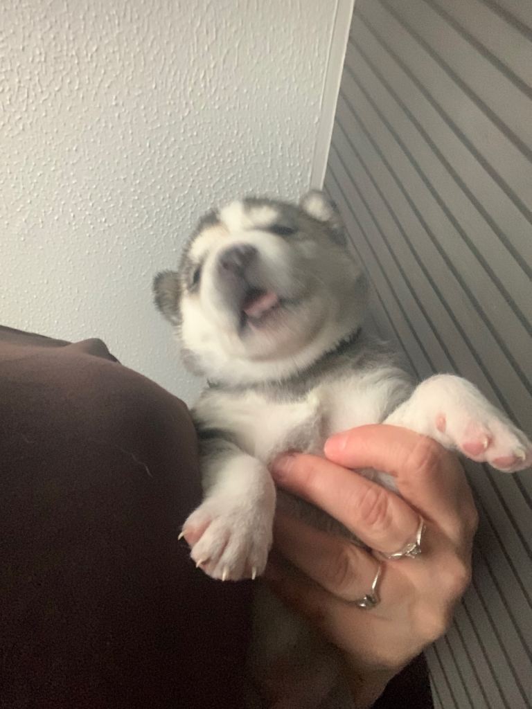 Cuddlie husky puppys