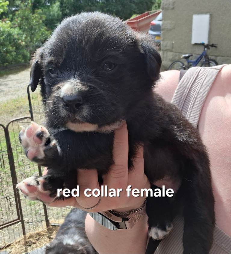 Lab x Collie puppies