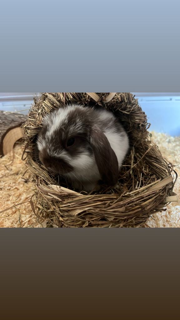 Mini lop bunny 