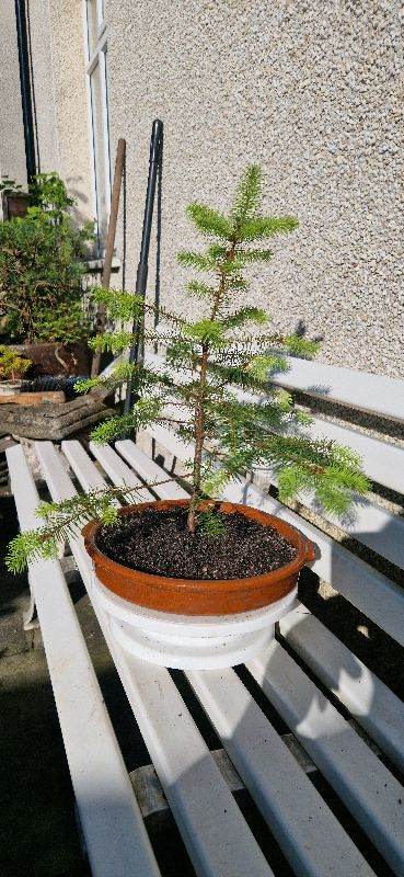 Douglas fir, semi bonsai in terracotta dish