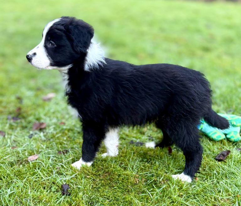Border collie puppy 