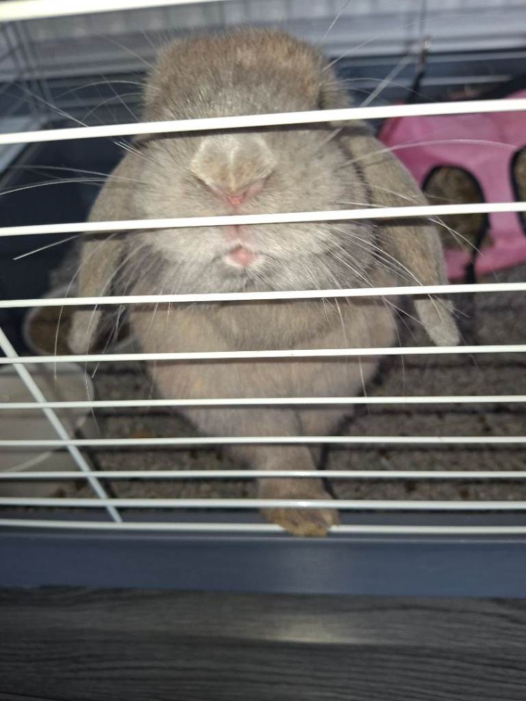 Lop rabbit 