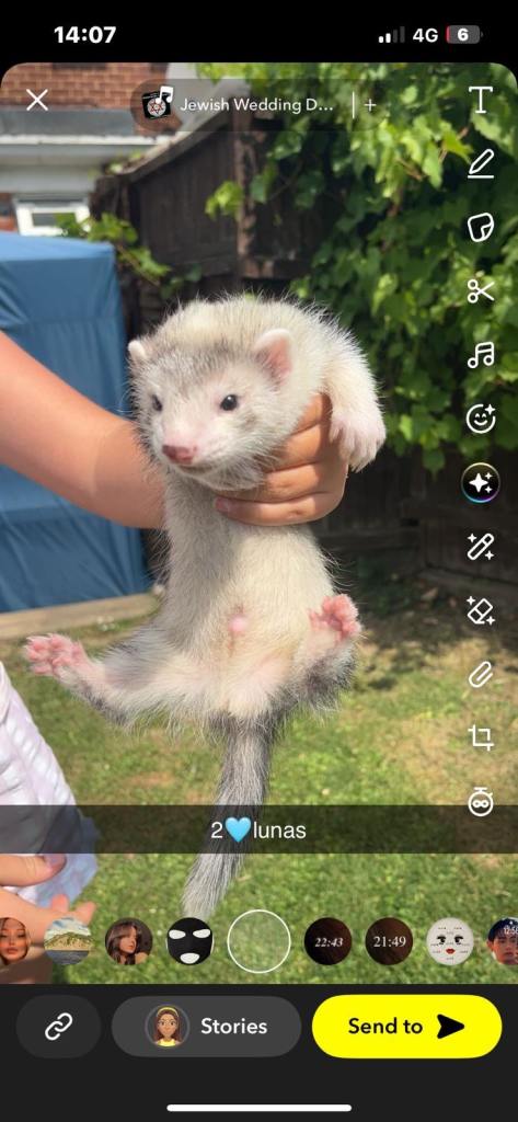 Ferret kits