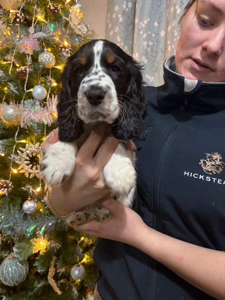 Stunning show cocker spaniels 