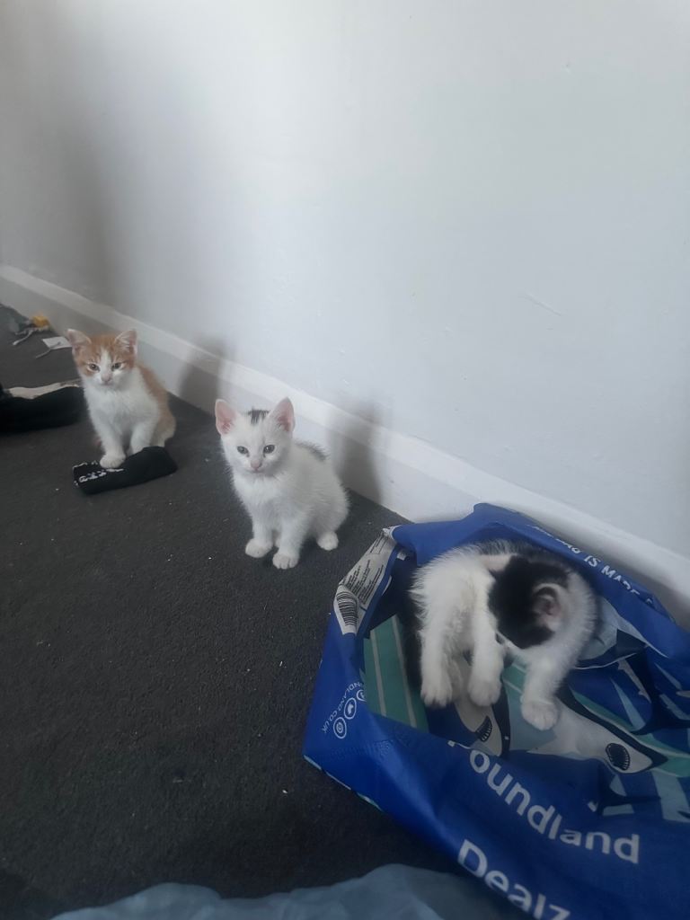 Kittens for sale