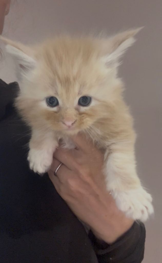 Health tested TICA Maine Coon kittens 