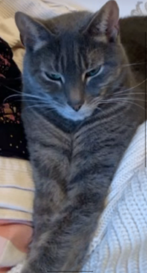 UPDATE – STILL MISSING (MARCHMONT)