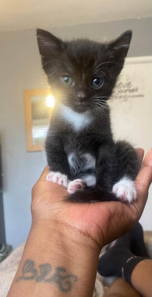ADORABLE  kittens looking for loving home.