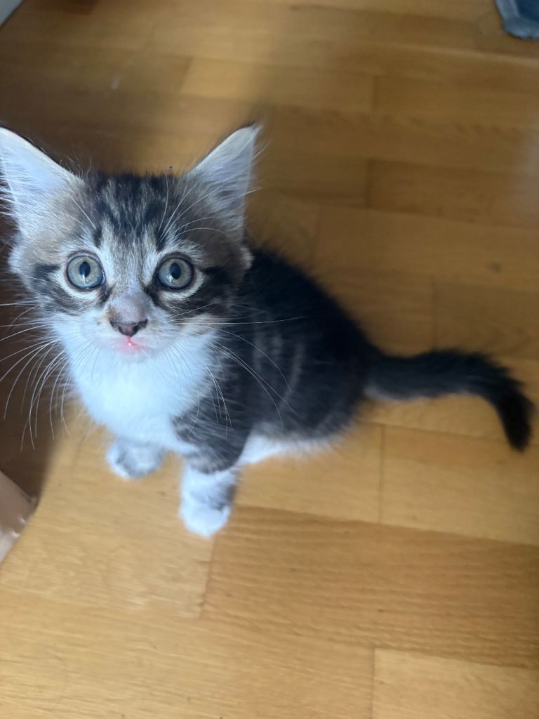 Kittens