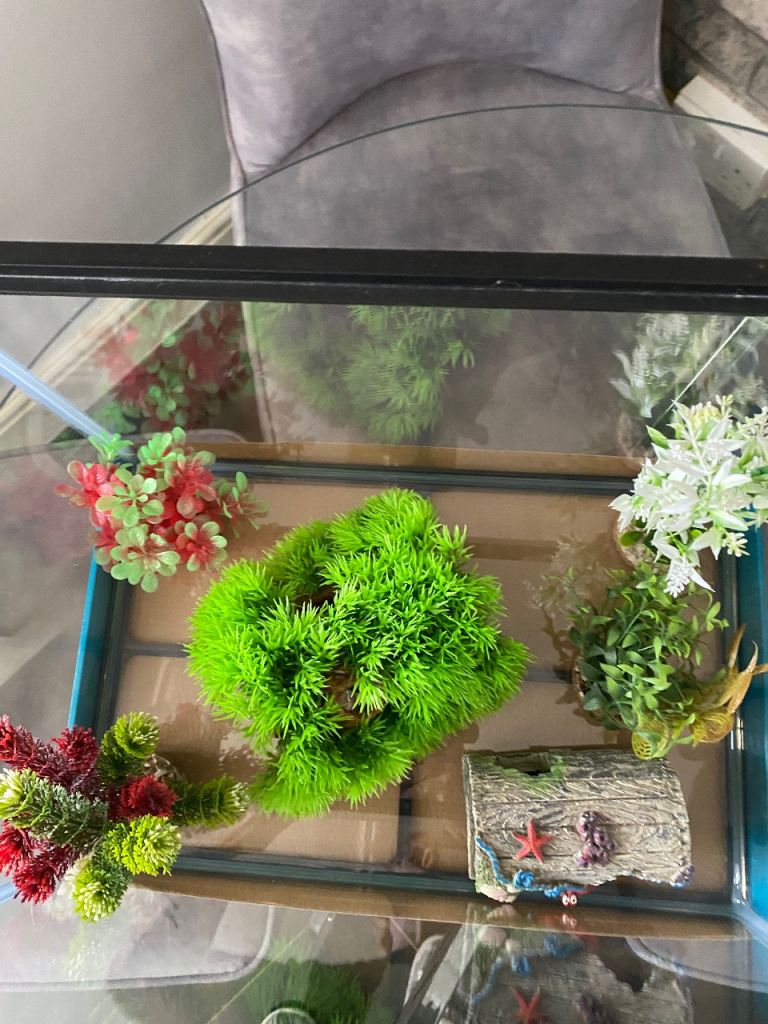 Fish Aquarium 