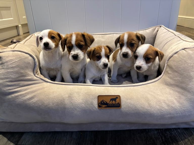 Exceptionally marked traditional Jack Russell puppies