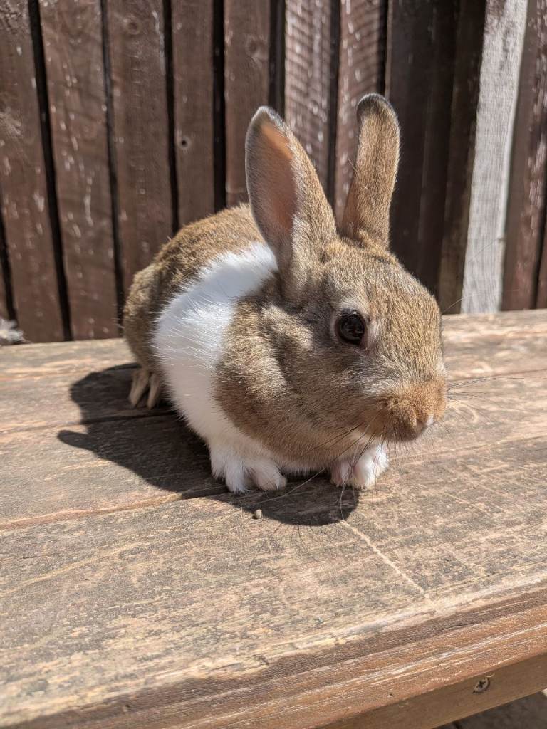 Baby Netherland dwarf x Mini Rex rabbits 