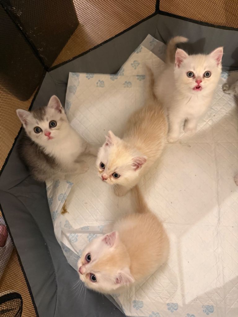 British short hair kitten 8 weeks 