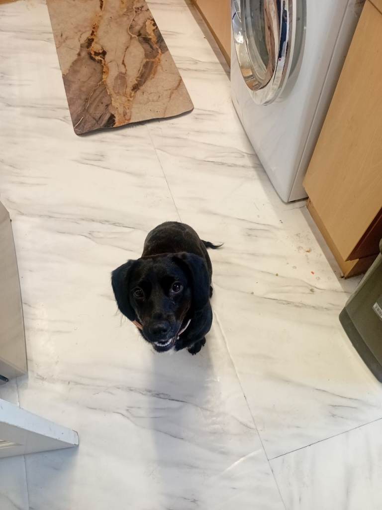 Lab x Cocker Spaniel Female pup