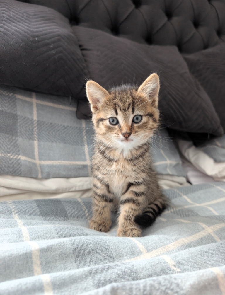 Adorable kitten looking for her forever home 