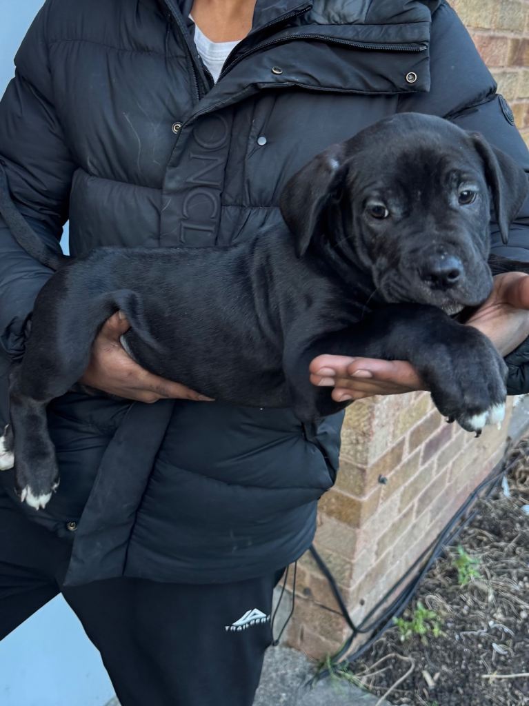 Puppies Presa Canario/ Cane Corso 