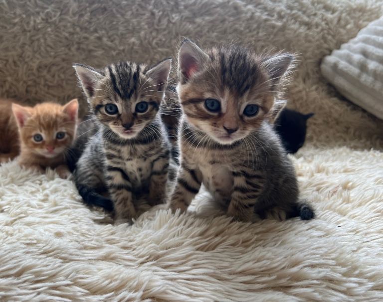 Maine Coon Cross Kittens Seeking Forever Homes