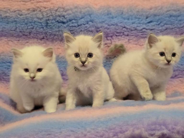 Ragdoll kitten boys