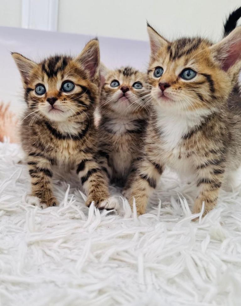 kittens ready to go new homes