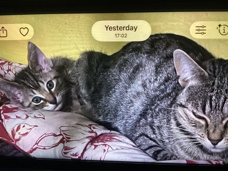 Kitten