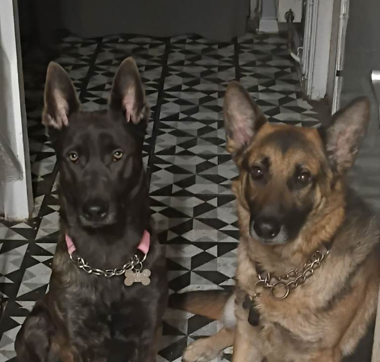 Dutch x german shepherd's 
