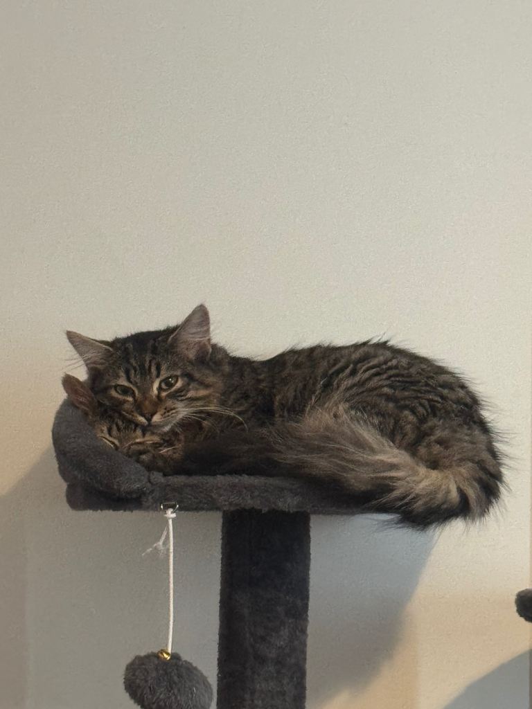 Mainecoon mix 