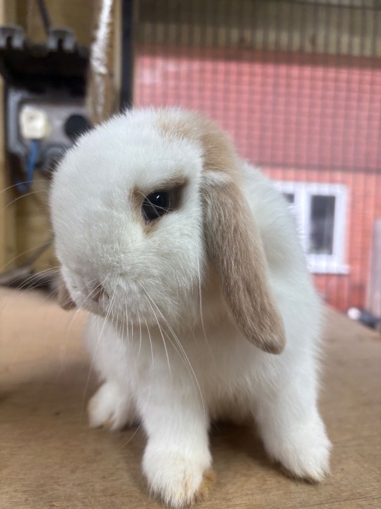 Gorgeous mini lop buck ready to leave 