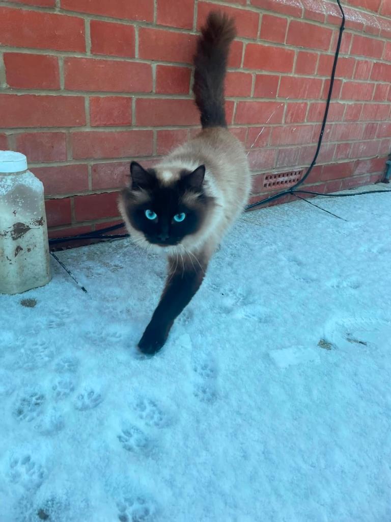 Beautiful ragdoll cat for sale 