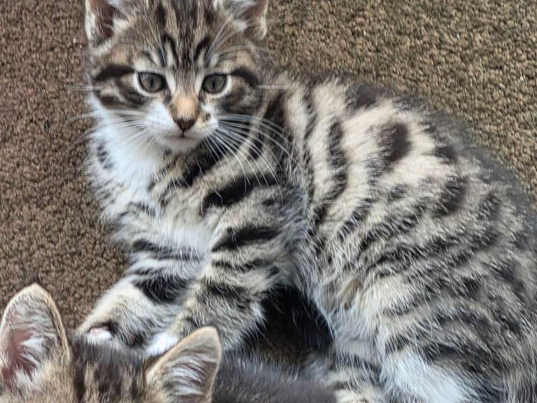 Tabby boy 