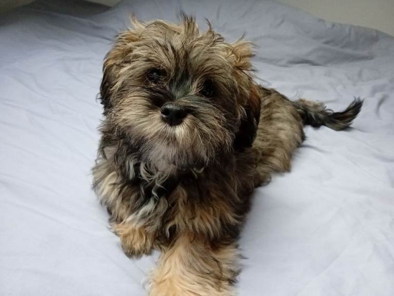 🐕Maltipoo Terrier Cross Puppies For Sale 🐶🐾 (male)