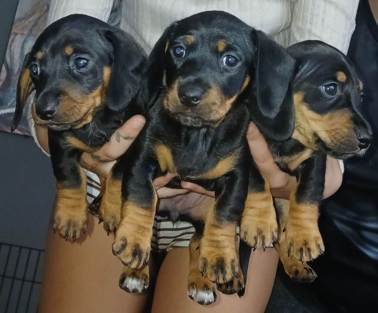 Miniature daushaunds 