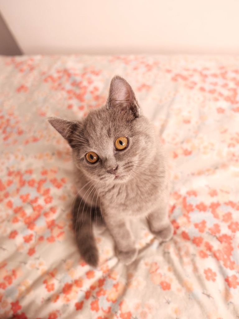 British shorthair kittens GCCF registered ready now