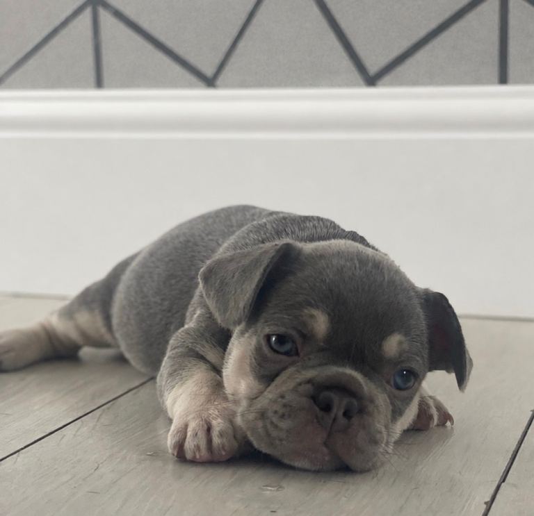 Stunning lilac & tan French bulldog puppies 