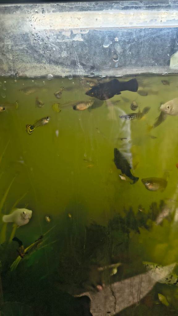 Guppies and Mollies 