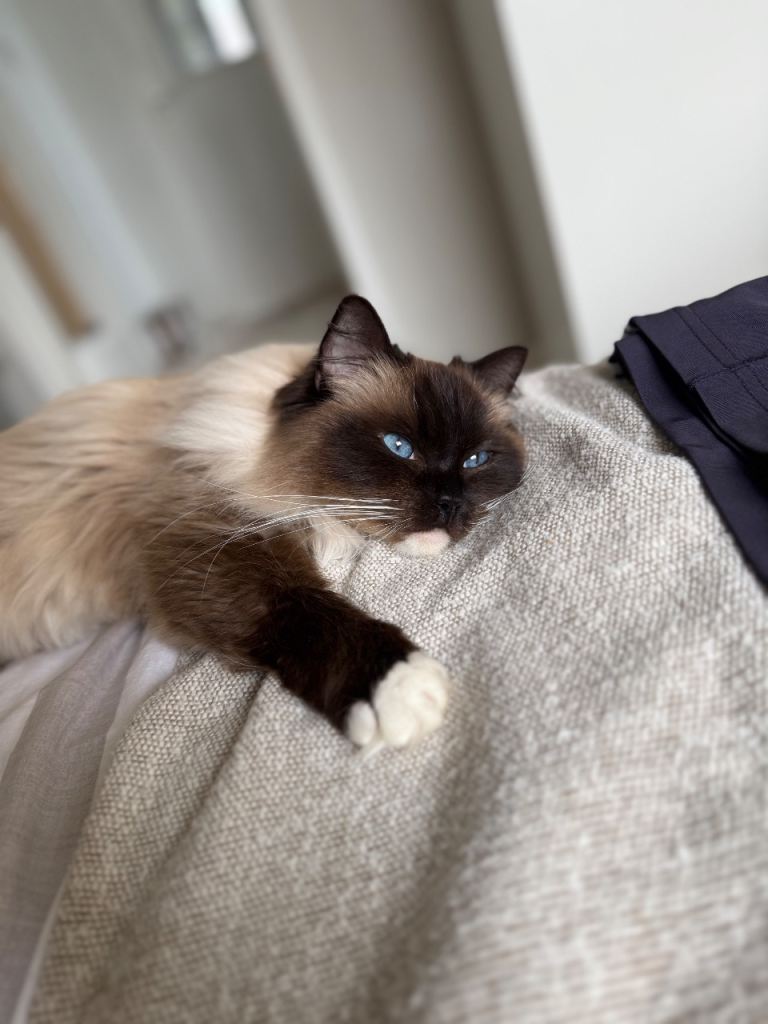 Ragdoll cat 