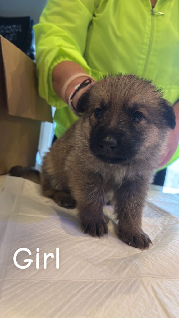 Puppies for sale